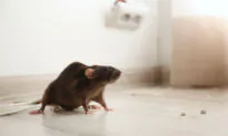 Found a Rat in Your House? Here’s How to Get Rid of It