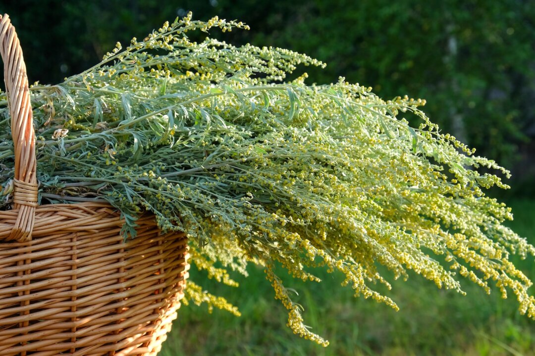Bunch of wormwood grass (Artemisia). (Svetkins/Shutterstock)