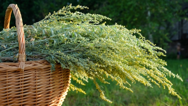 The Chinese Herb for Malaria and Nobel Prize Winner