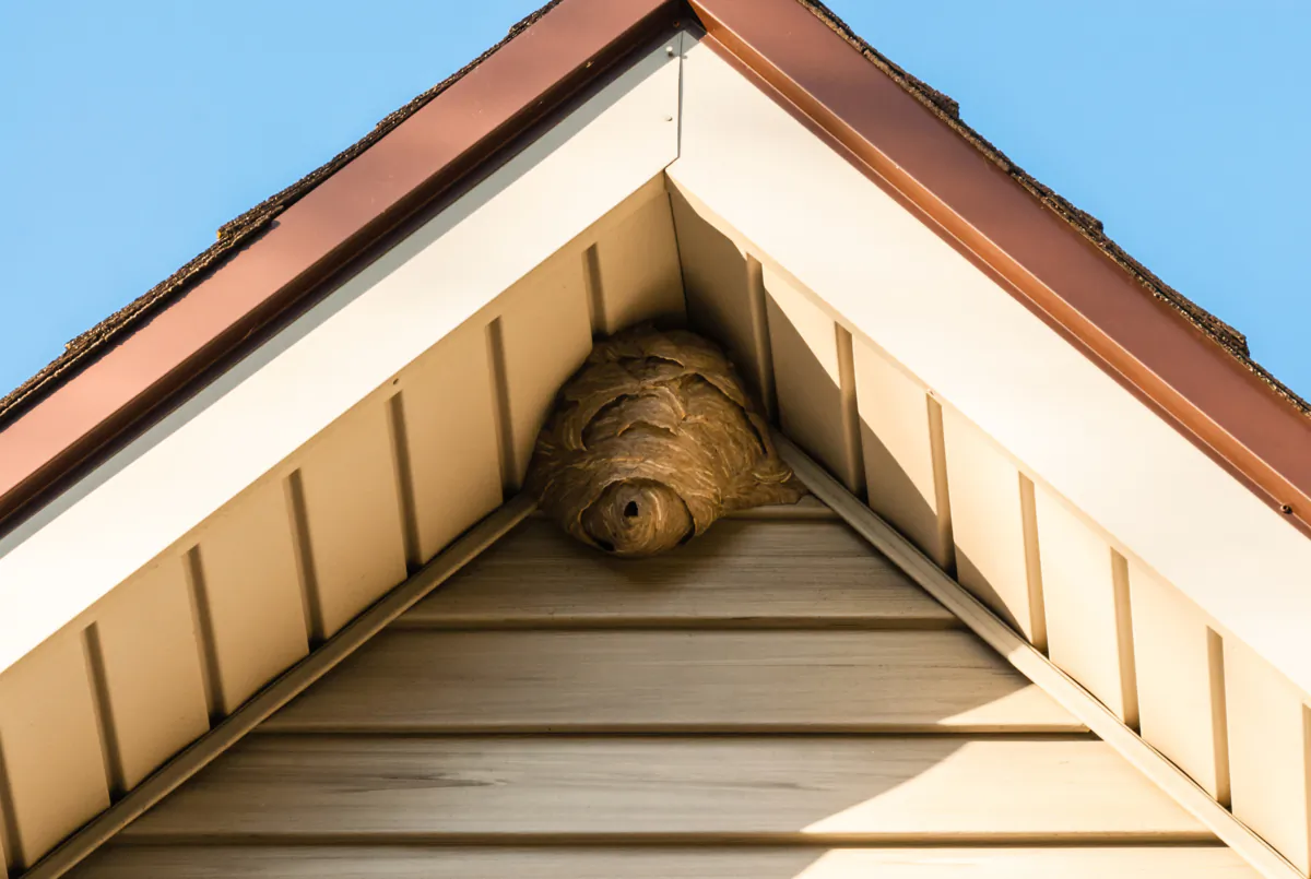 Wasps tend to be most active during the summer, so keep an eye out for them around your home. (Dreamstime/TNS)
