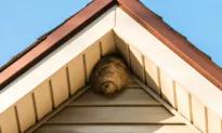 What Should I Do About Summer Wasps?