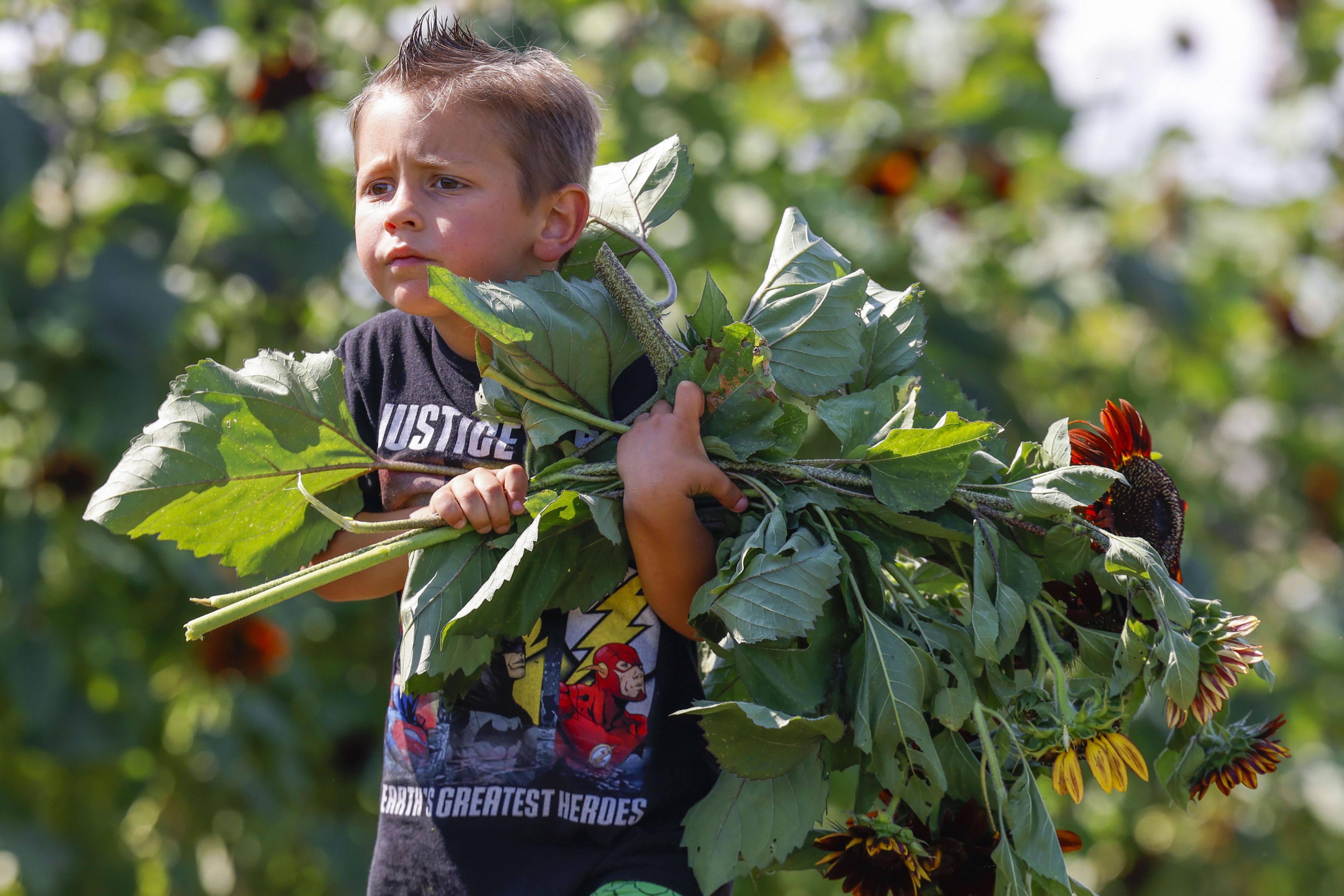 Jaxon Quincey, 5, carrying sunflowers that he picked from the nursery walks to the counter on Saturday, June 10, 2023, at Pure Land Farm in McKinney.