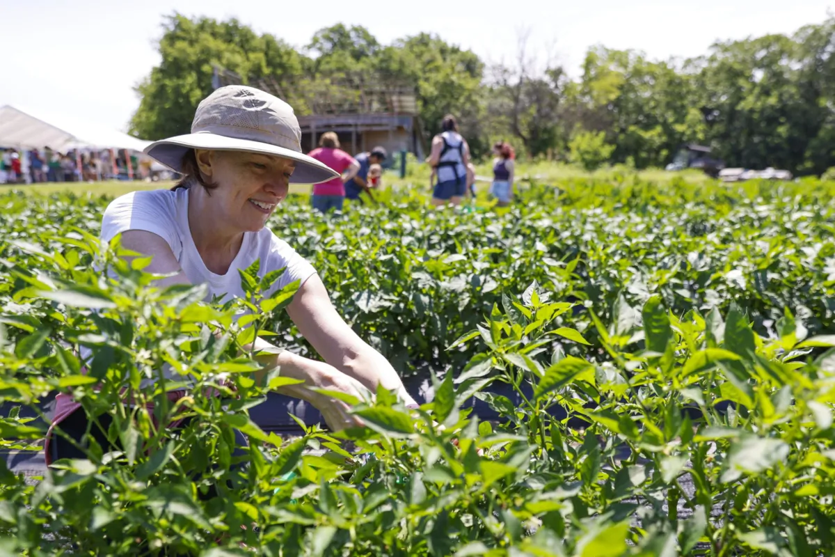 Carolyn Buckenham of Dallas plucks different types of peppers on Saturday, June 10, 2023, at Pure Land Farm in McKinney. (Shafkat Anowar/The Dallas Morning News/TNS)