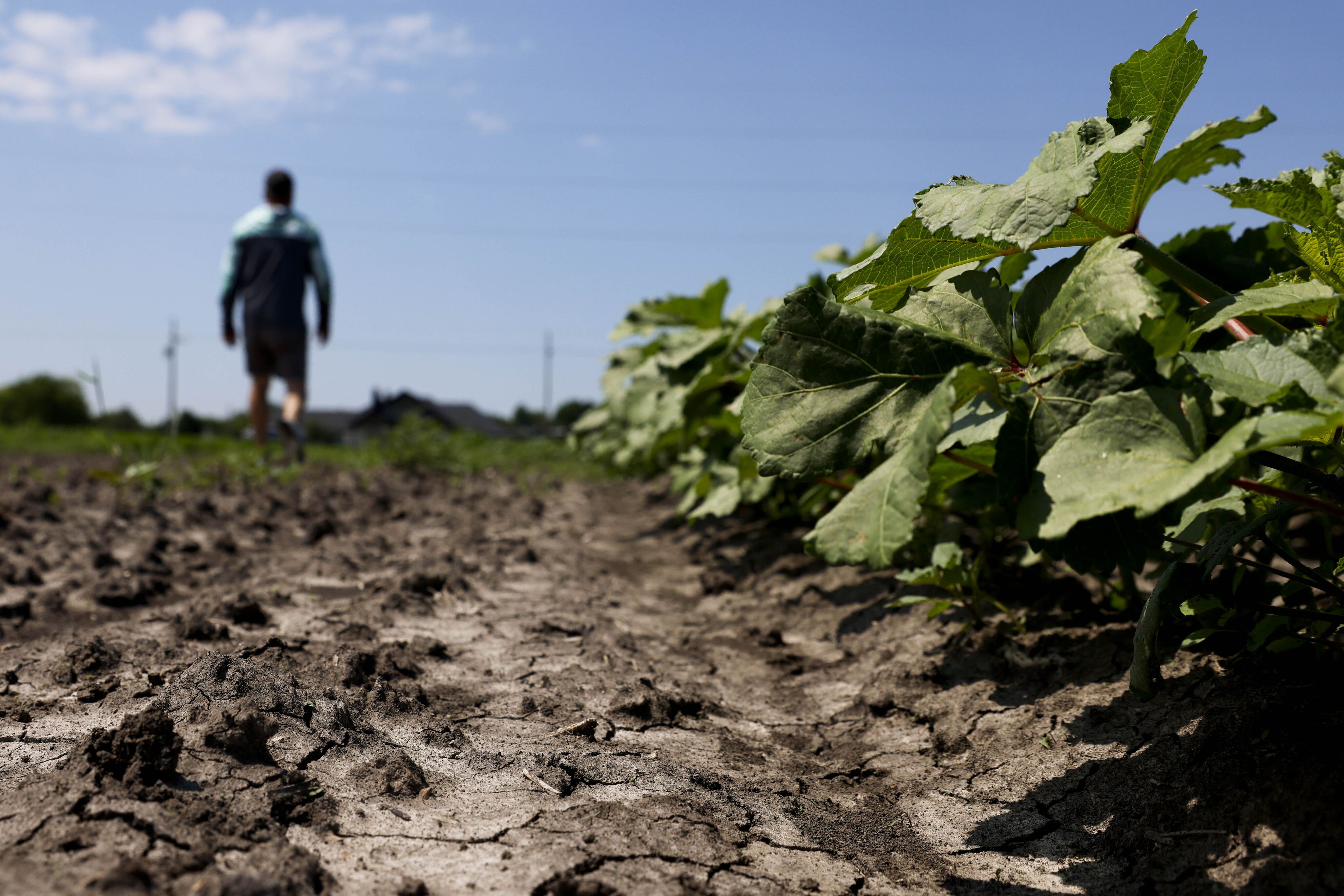 Unused soil remain on the side of squash plants at Reeves Family Farm on Friday, June 9, 2023, in Princeton.