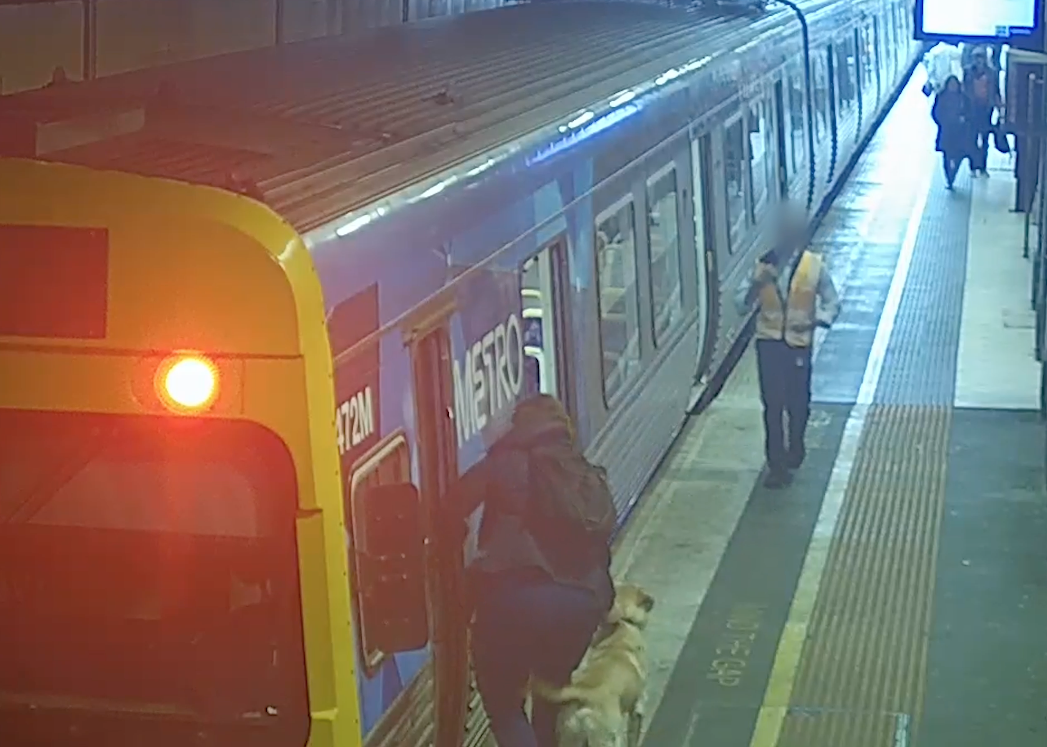  Golden labrador picked up at Findlers train station.