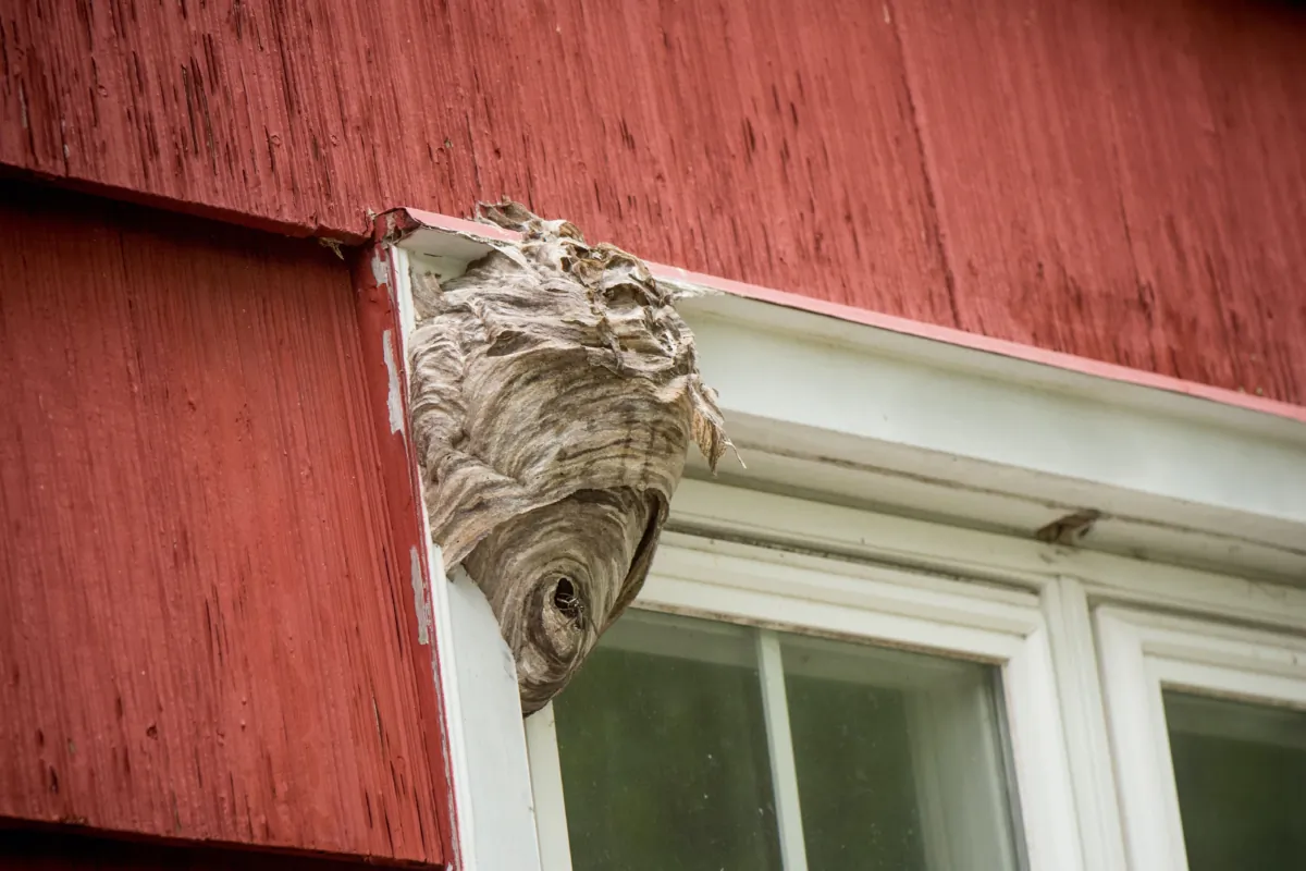 wasp nest on window sill. (Tanya Bissaillon photos)