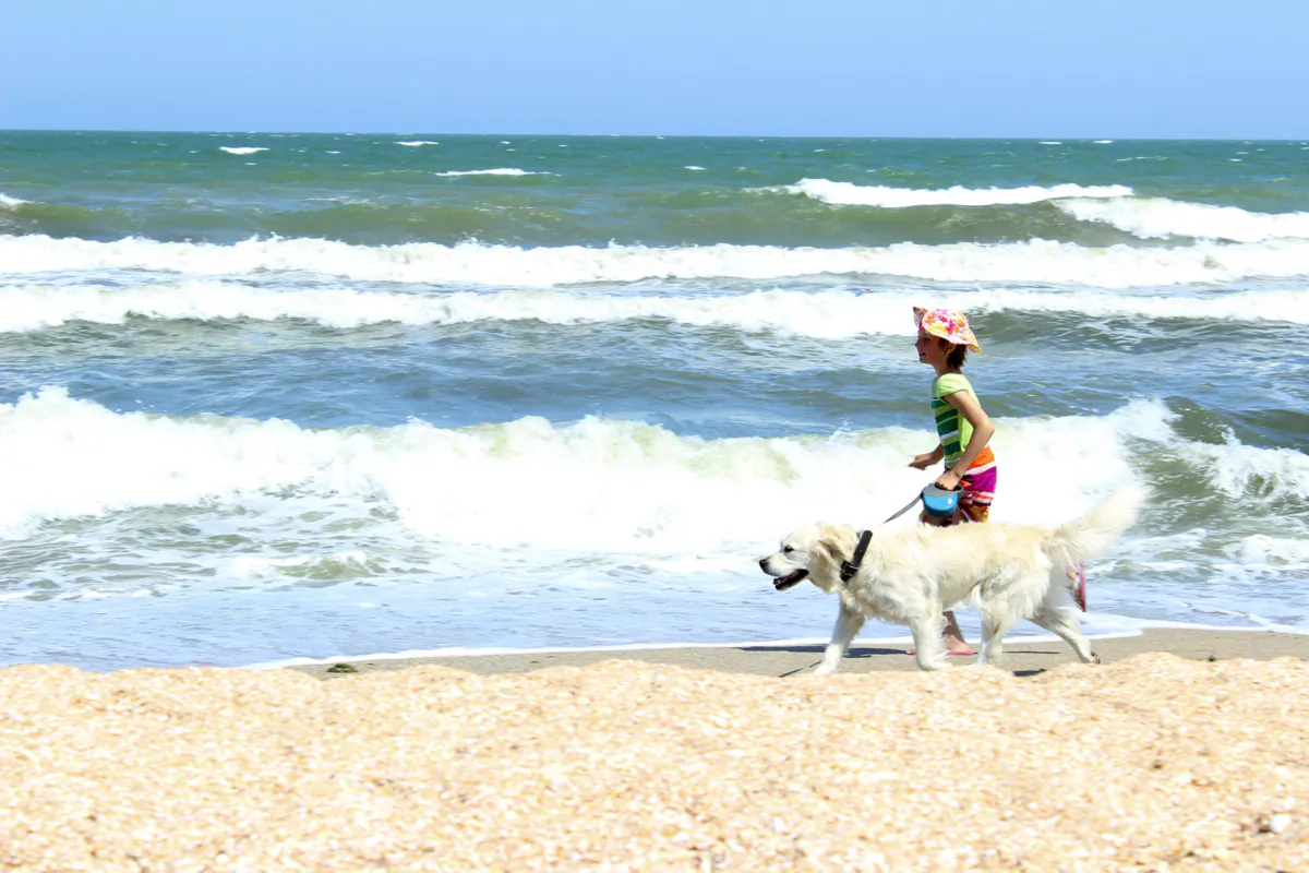 While there are many off-leash areas in public outdoor areas, experts recommend keeping your pup leashed, especially on trails, on beaches and in heavily populated areas. (Dreamstime/TNS)