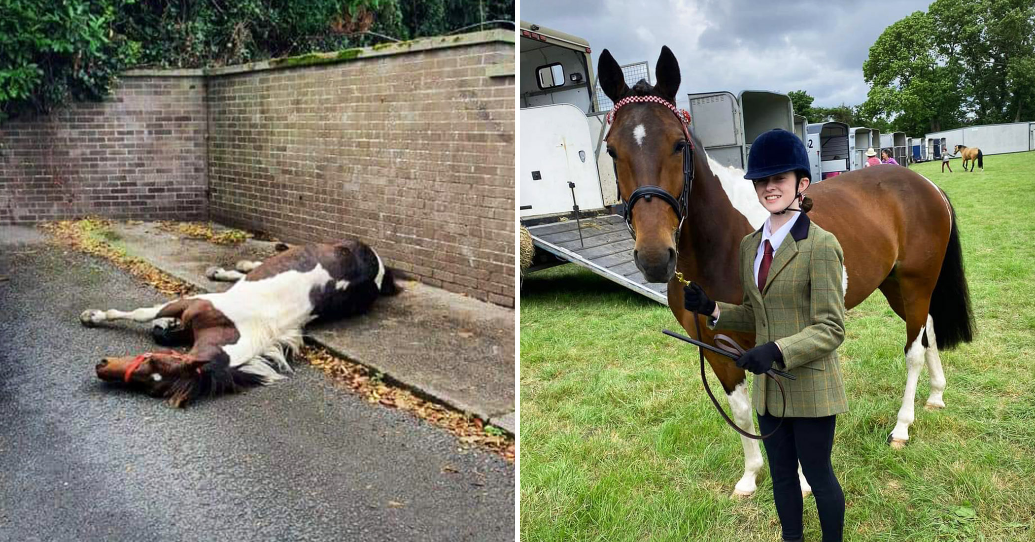 NextImg:Horse abandoned by roadside wins silver at horse show with his new 13-year-old owner