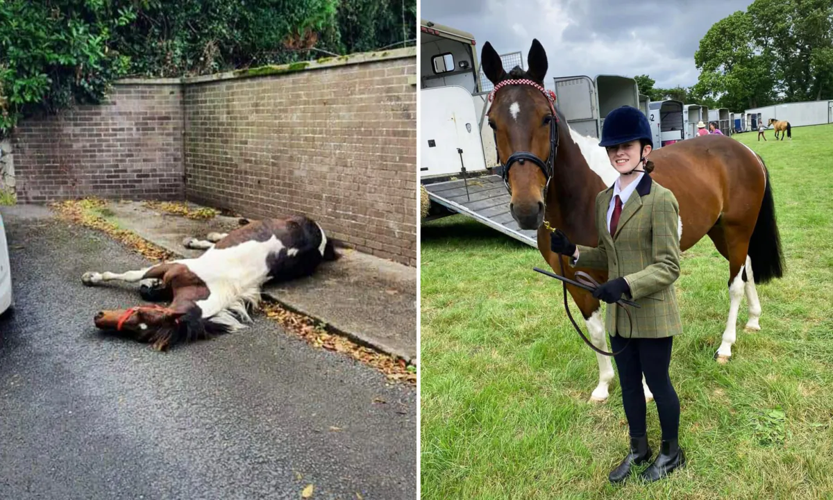 (Courtesy of My Lovely Horse Rescue)
