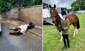 Horse Abandoned by Roadside Wins Silver at Horse Show With His New 13-Year-Old Owner