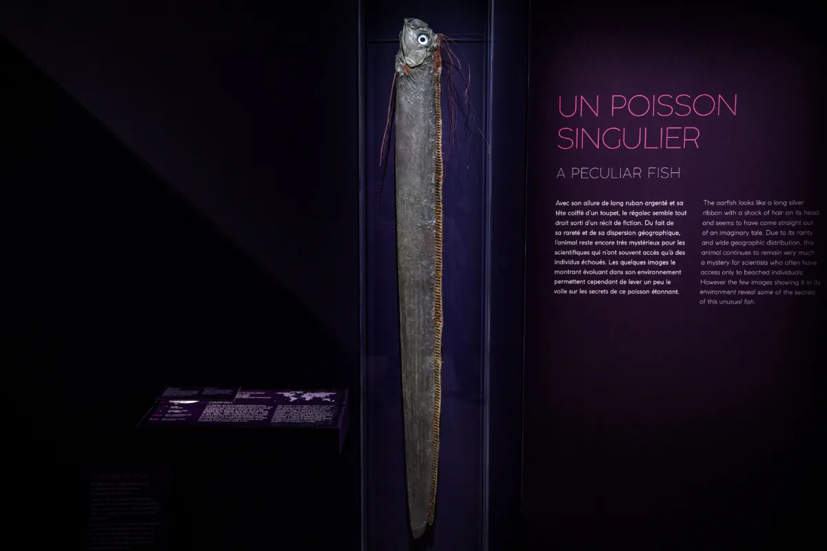 A giant oarfish is displayed for the "Ocean" exhibition at the National Museum of Natural History in Paris on March 29, 2019. (Christophe Archambault/AFP via Getty Images)