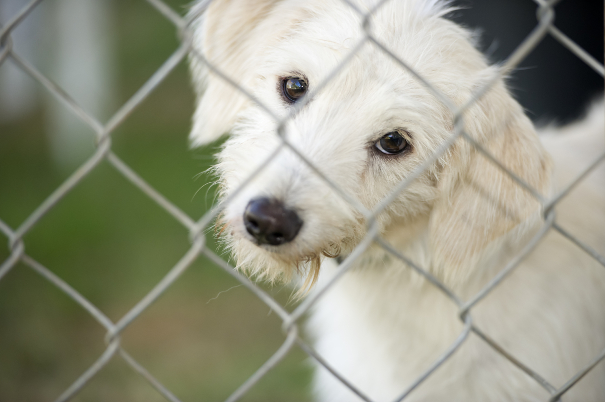 NextImg:Build a Dog Kennel