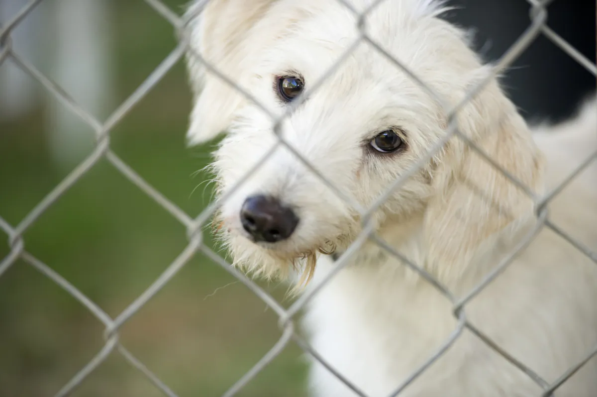 DIY kennels can be useful to keep your dog temporarily in a familiar and secure place, such as when a family with small children is visiting, or as an aid to housetraining. Kennel kits come in a variety of sizes. (Dreamstime/TNS)