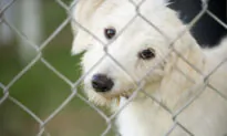 Build a Dog Kennel