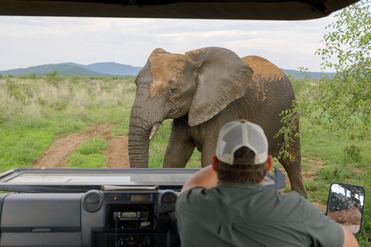 NextImg:Madikwe: The Most Amazing Game Reserve You’ve Never Heard Of