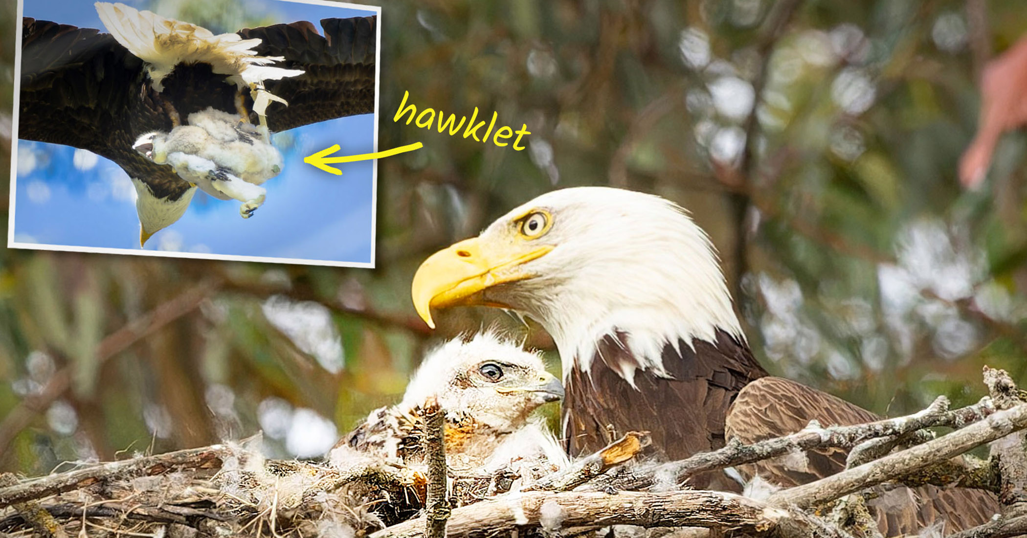 NextImg:Photos: Bald eagle 'kidnaps' hawklet to feed its young, but ends up adopting it instead