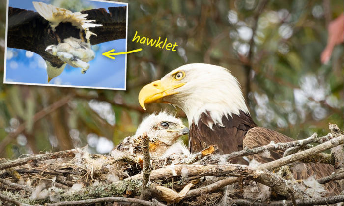 PHOTOS: Bald Eagle 'Kidnaps' Hawklet to Feed Its Young, but Ends Up Adopting It Instead