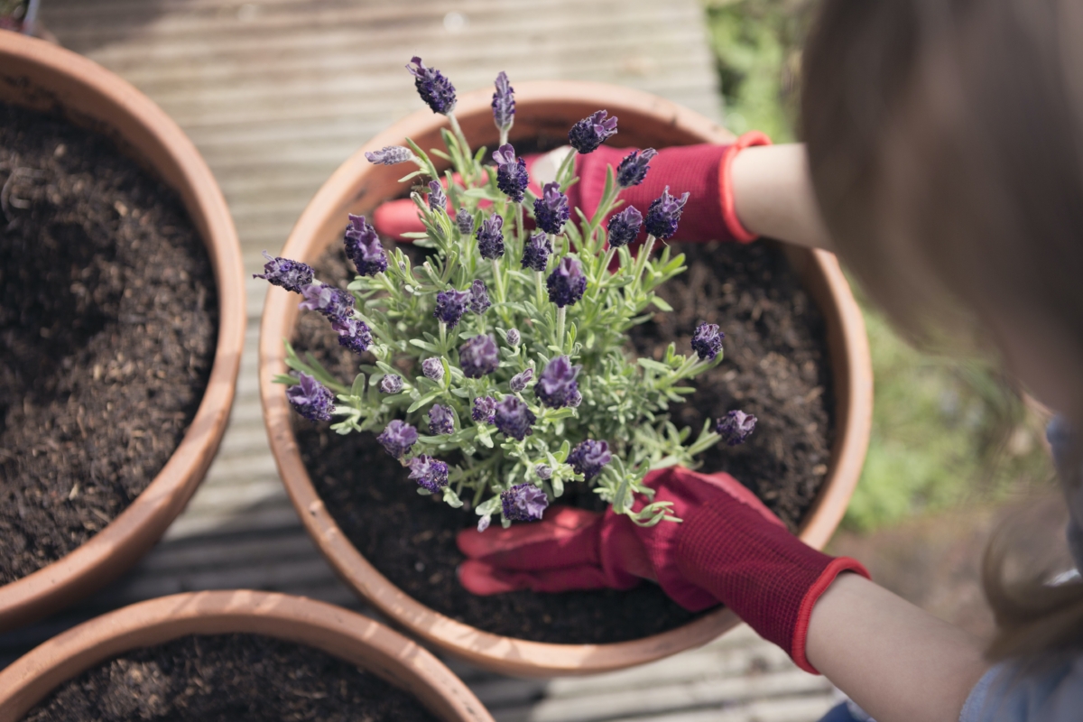 NextImg:6 Natural Ways to Keep Mosquitoes From Ruining the Party