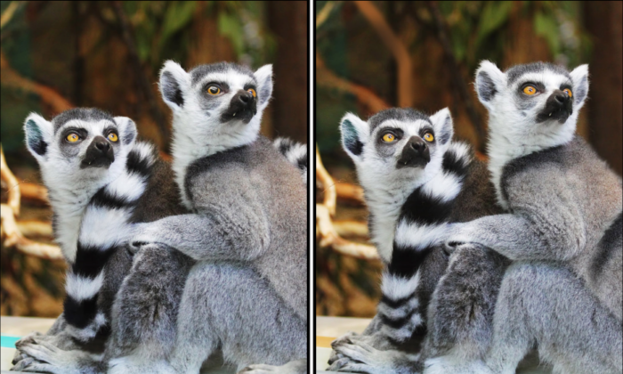 Spot the Difference Daily – Can You Find the 10 Differences?