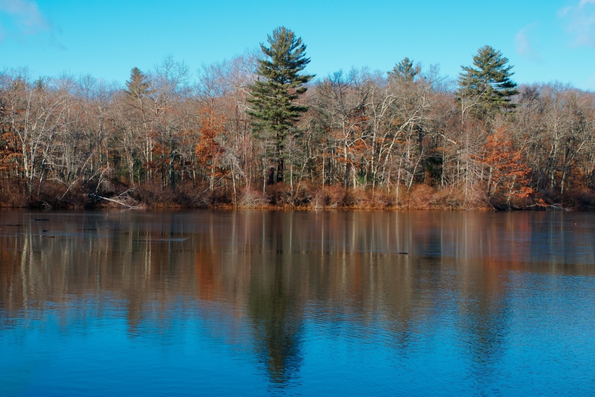 Woman Rescued After Days Stuck in Swamp in Massachusetts Park After Hikers Hear Screams, Police Say