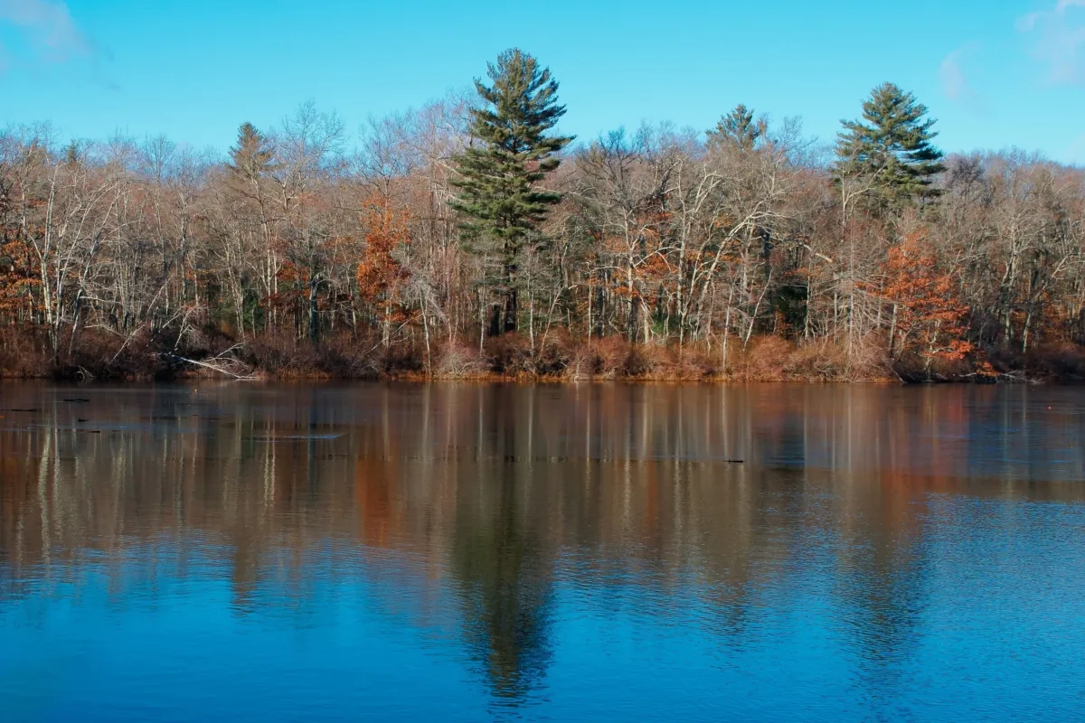 Leach pond in Borderland State Park in Easton, Mass., in a file photo. (Yingna Cai/Shutterstock)