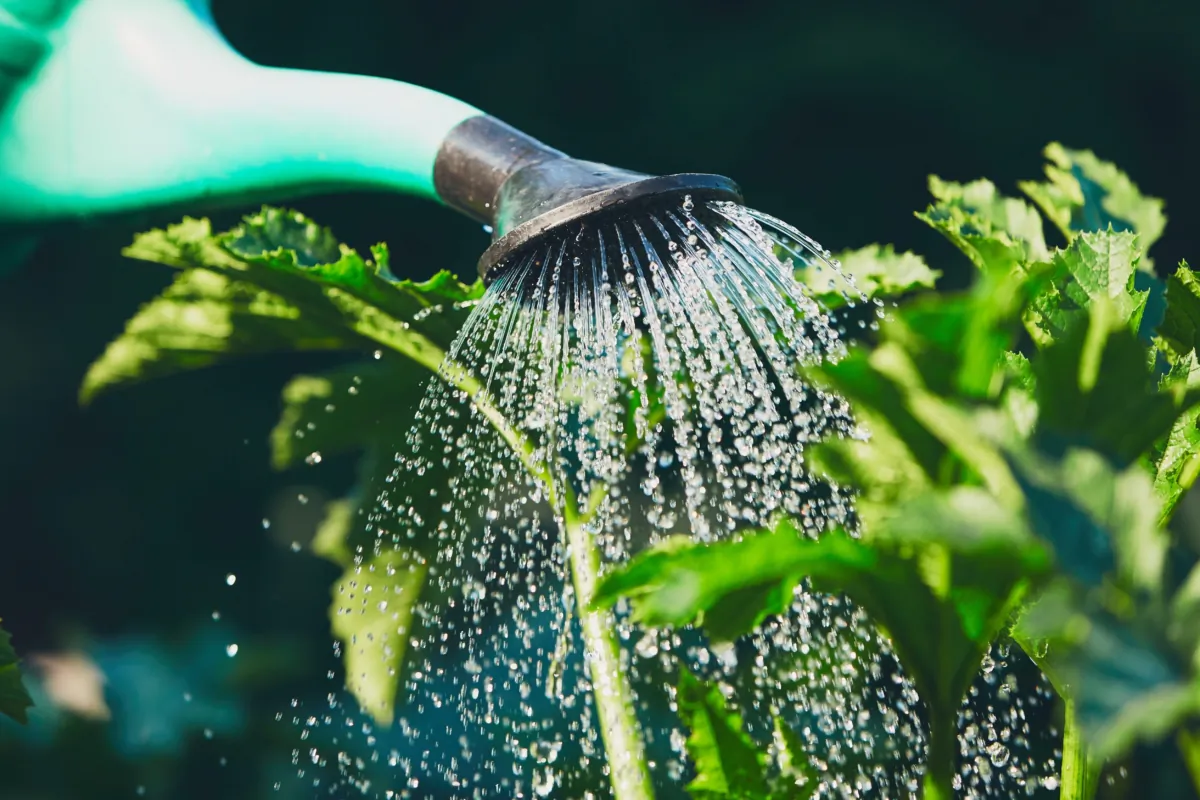 Even if there has been some rain, some plants might not be able to access it in the soil. Watch for the signs. (Jaromir Chalabala/Shutterstock)