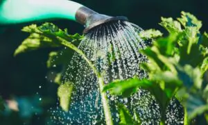 Should We Water Our Plants in a Drought?