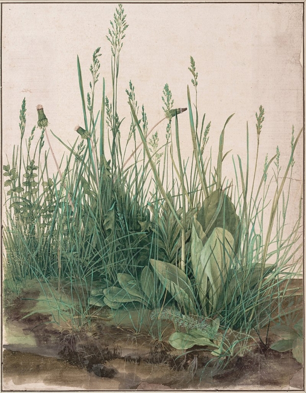 "A Great Piece of Turf" Albrecht Durer