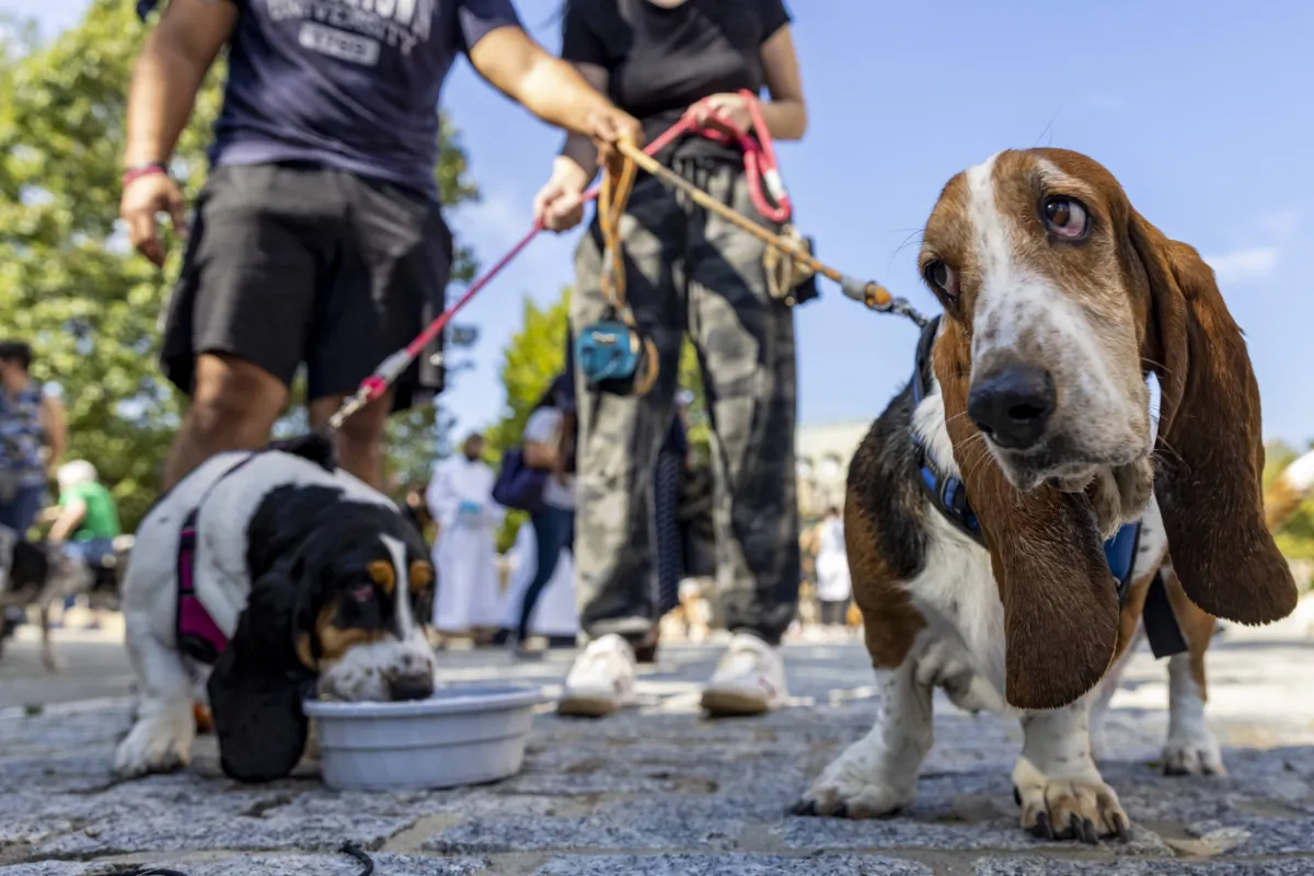 People bring out their dogs, cats, and pets to be blessed at the Washington National Cathedral on Oct. 3, 2021. (Tasos Katopodis/Getty Images)