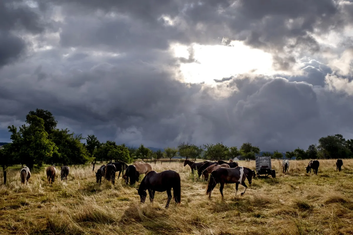 Icelandic horses stand on a meadow of a stud farm in Wehrheim near Frankfurt, Germany, on July 5, 2023, after a rain storm passed by. (Michael Probst/AP Photo)