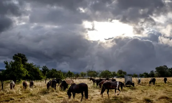 Storm Poly Lashes the Netherlands and Parts of Germany, Causing 2 Deaths and Canceled Flights