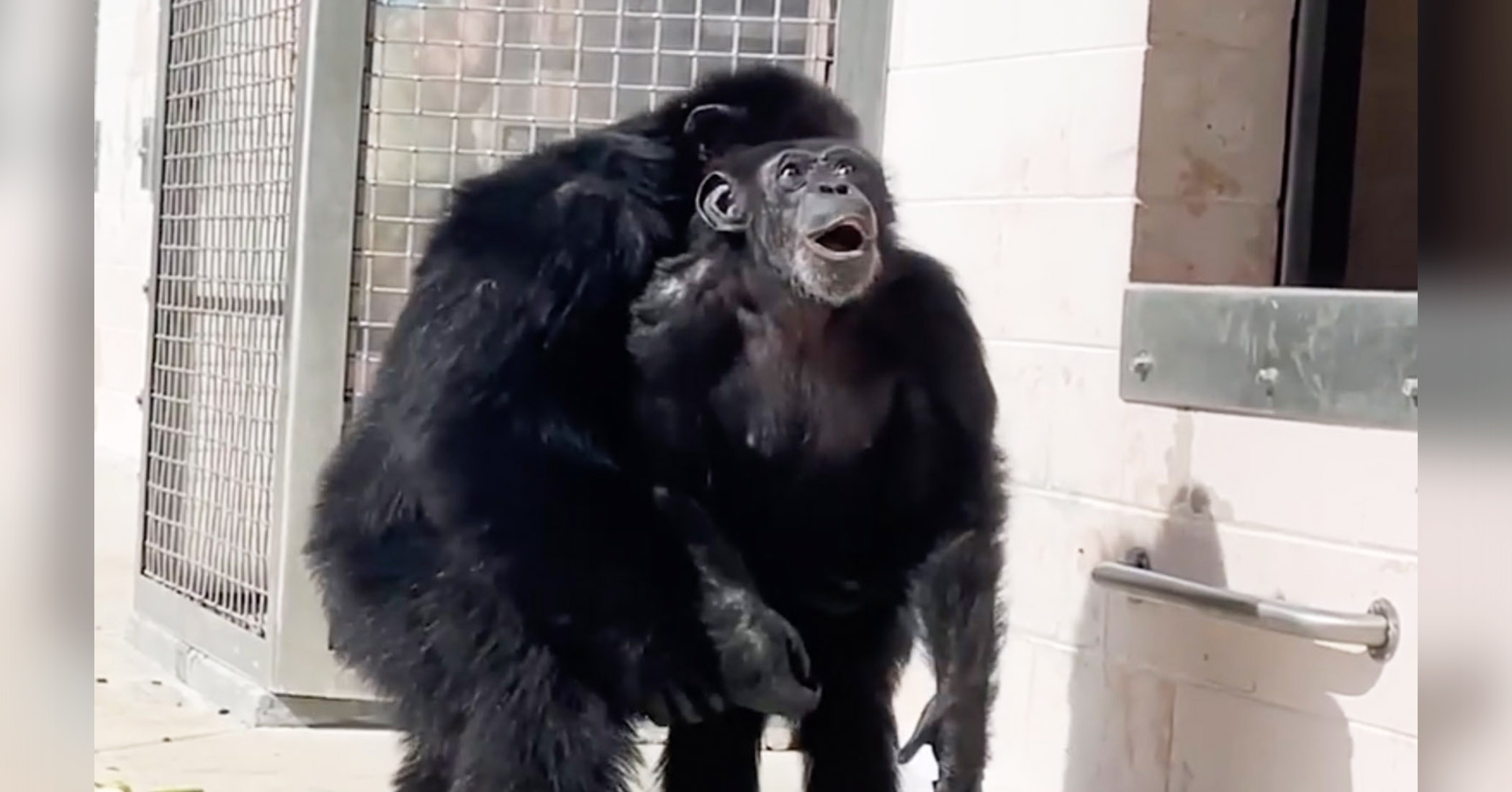 NextImg:Chimp who spent 28 years in experimental lab and other facilities is 'awestruck' to see sky for the first time