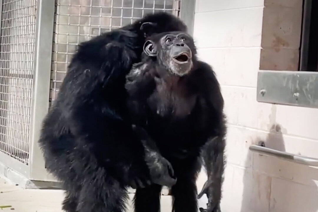 Chimp Who Spent 28 Years in Experimental Lab and Other Facilities Is ...