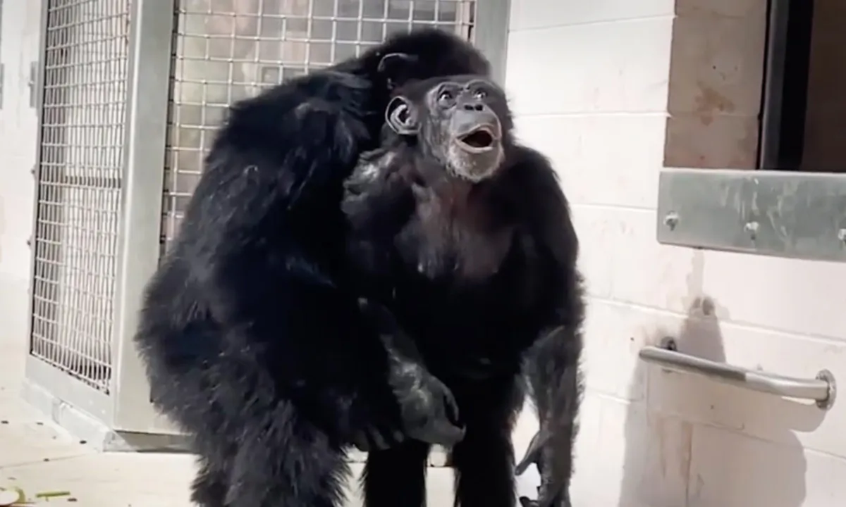 (Courtesy of Save the Chimps)