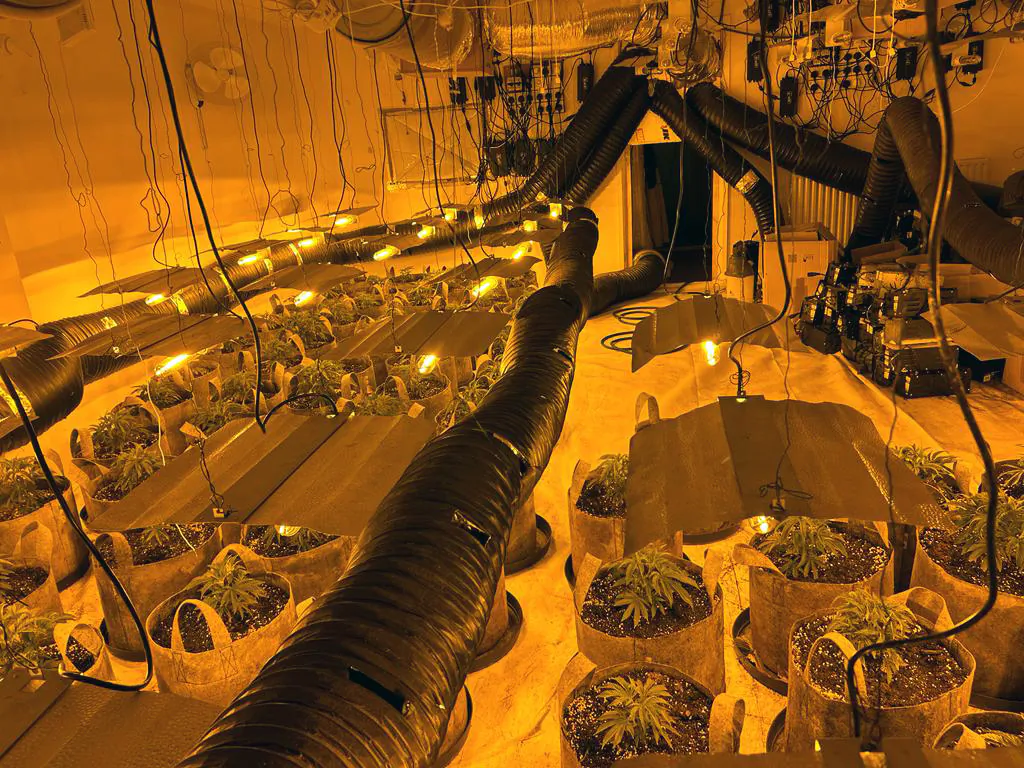 Undated handout photo of cannabis plants seized as part of Operation Mille, issued by the National Police Chiefs' Council on July 6, 2023. (National Police Chiefs' Council via PA Media)