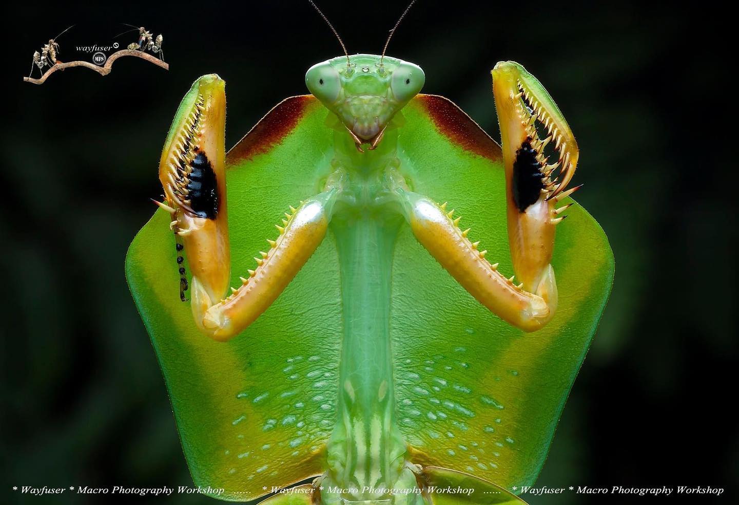 Dancing mantis taken by photographer Pang Way