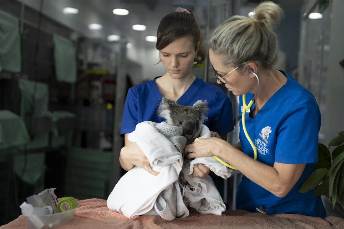 A supplied image obtained on July 7, 2023, of vets treating injured animals at the Byron Bay Wildlife Hospital. (AAP Image/Supplied by Byron Bay Wildlife Hospital)