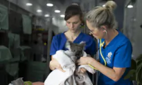 Vets Want Government Help to Solve Staffing Crisis