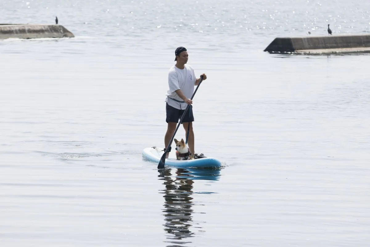 A dog peeks between the legs of a paddle boarder on the Toronto waterfront, on July 6, 2023. (The Canadian Press/Cole Burston)
