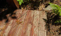 Deck Sealer Debacle