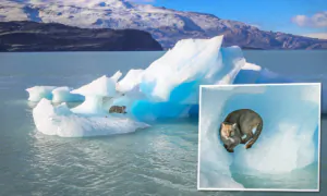 Photographer Portrays Puma Chilling on an Iceberg That Broke Off Glacier in Mountains of Patagonia