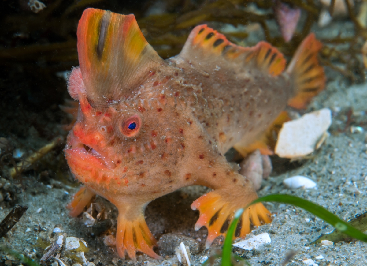 NextImg:The Battle to Save Australia's Ultra Rare Grumpy Fish