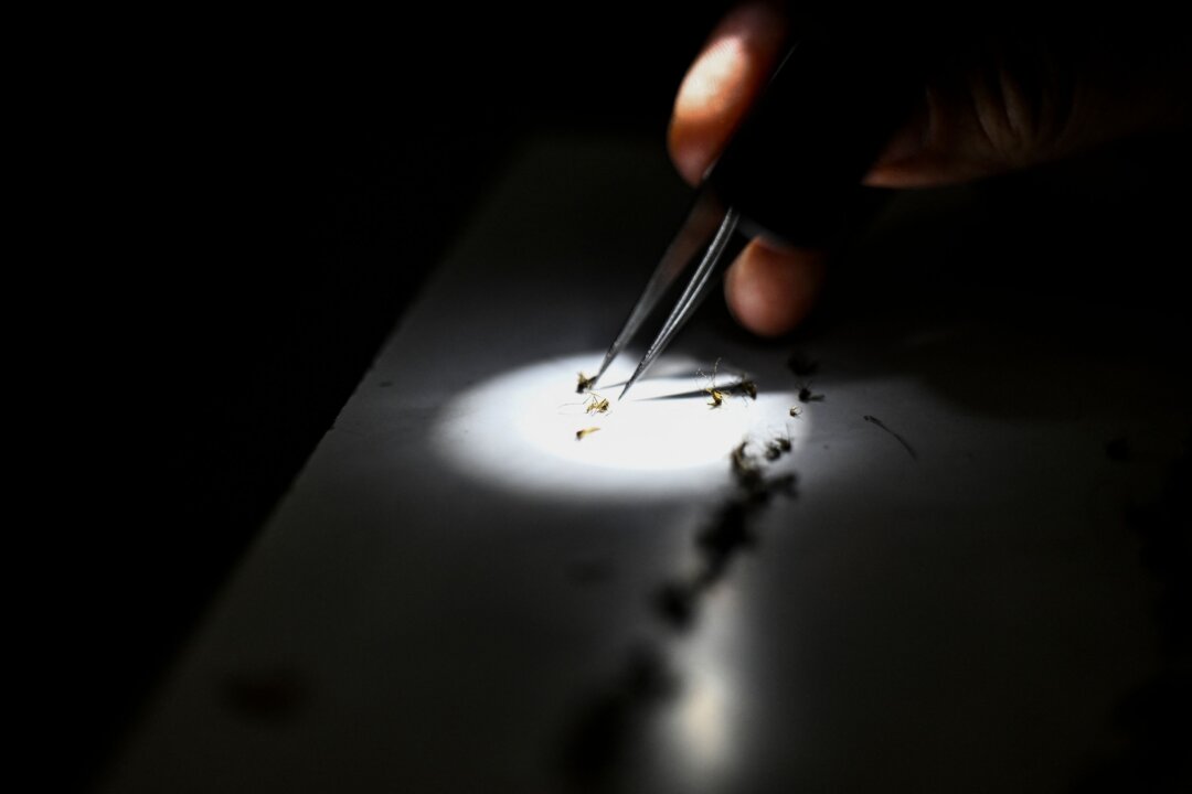 Health officials at Sarasota County Mosquito Management Services study specimens of anopheles mosquitoes that cause malaria, in Sarasota, Florida on June 30, 2023. (Chandan Khanna/AFP via Getty Images)
