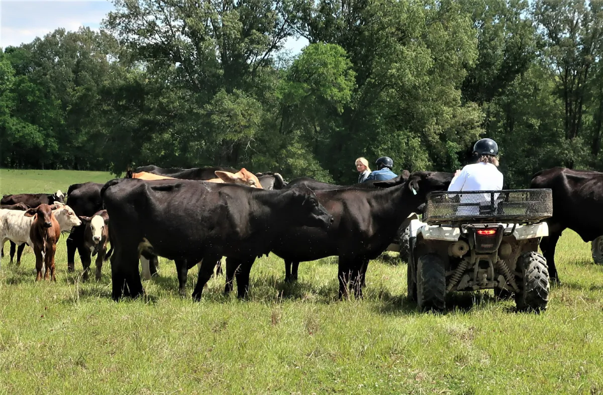 Cruise passengers from the American Symphony have an opportunity to mingle with animals at the Double-C Ranch during a voyage. (Photo courtesy of Victor Block)