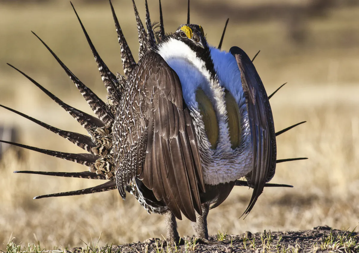 Greater sage grouse. (Bob Wick / BLM)