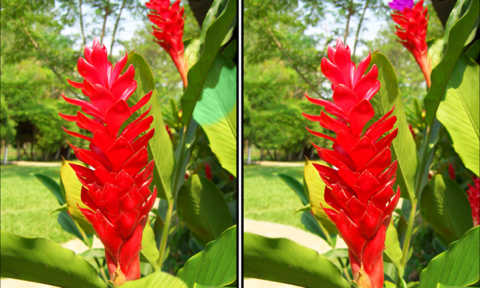 Spot the Difference Daily – Can You Find the 10 Differences?