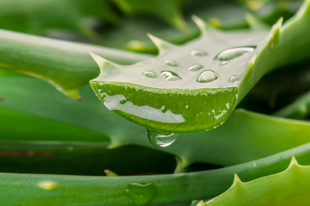 Aloe Vera: First Aid for Hemorrhoids, Dry Skin, Burns, Wounds and More