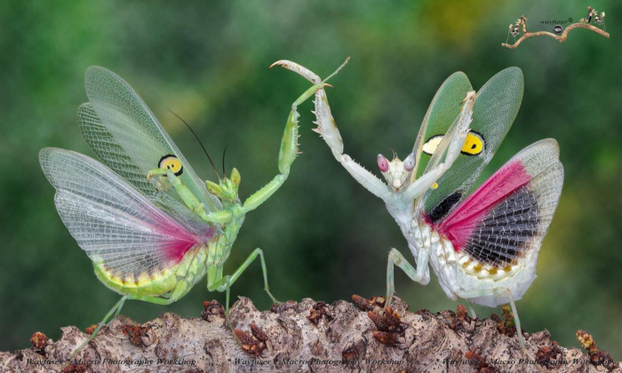 Fun Photography: Brilliant Up-Close Photos of Praying Mantises' Adorable Dance Moves