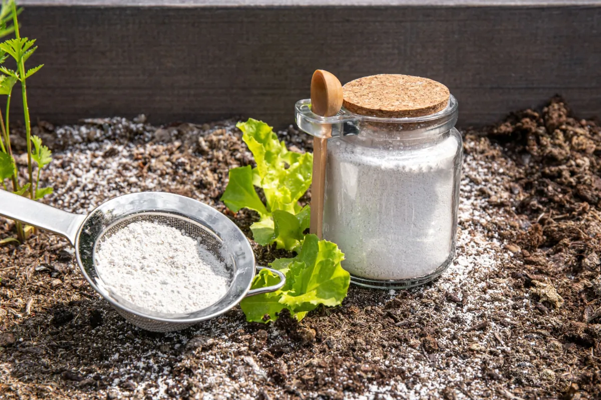 “Food grade” varieties of Diatomaceous earth can be used around the house to deter pests, or even as facial masks or toothpaste. (FotoHelin/Shutterstock)