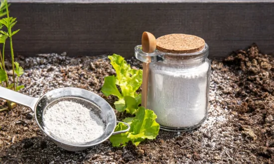 4 Genius Ways to Use Food-Grade Diatomaceous Earth